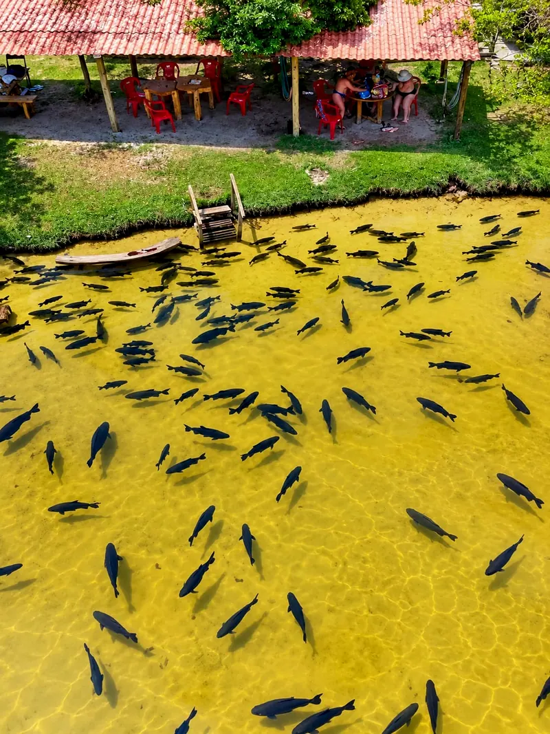 Cardume de tambaquis na água clara da beira da lagoa, visto do alto